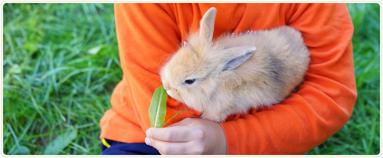 Edmonton Pet Memorial Services, turtles and reptiles