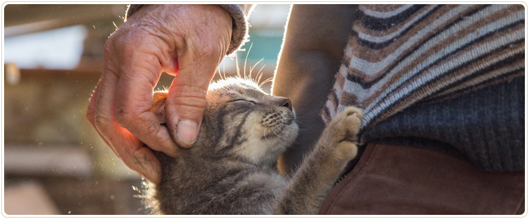 Edmonton Pet Memorial Services, small animals