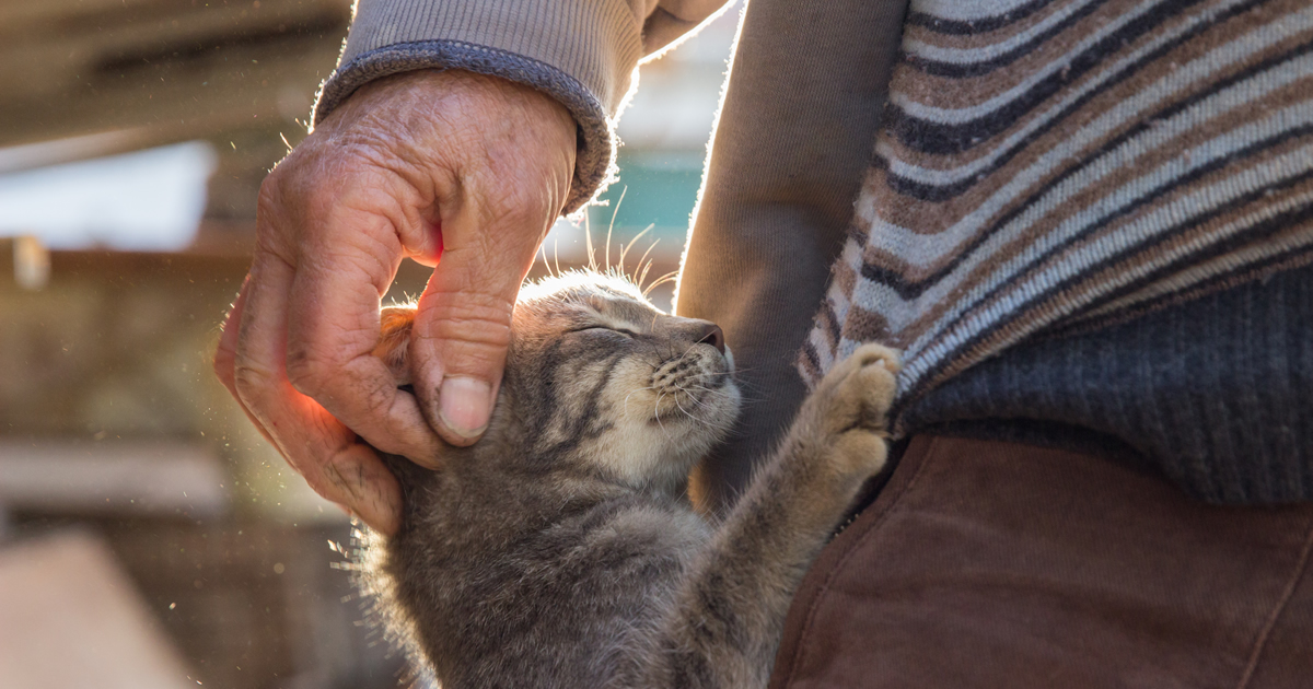 Animal Cremation Faithful Friends Pet Memorial Services